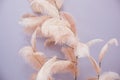 Decorative composition of pink feathers on the background of a violet wall. Royalty Free Stock Photo