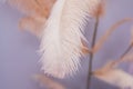Decorative composition of pink feathers on the background of a violet wall. Royalty Free Stock Photo