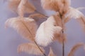 Decorative composition of pink feathers on the background of a violet wall. Royalty Free Stock Photo