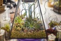 .Decorative composition of a variety of succulents in a Glass florarium