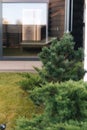 Decorative conifer in the backyard. Luxury garden in country house. Cottage garden concept