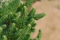 Decorative evergreen plant needles close up