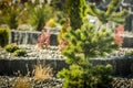 Decorative Conifer and Rockery Garden Close Up