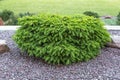 Decorative coniferous tree.Spruce spherical.Concept of selection of undersized,robust,evergreen coniferous plants for landscaping