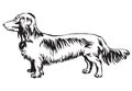 Decorative standing portrait of dog Long-haired Dachshund vector Royalty Free Stock Photo
