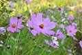 Decorative Cosmos flowers bloom in nature Royalty Free Stock Photo