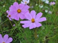 Decorative Cosmos flowers bloom in nature Royalty Free Stock Photo