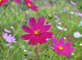 Decorative Cosmos flowers bloom in nature Royalty Free Stock Photo