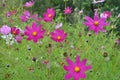 Decorative Cosmos flowers bloom in nature Royalty Free Stock Photo