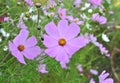 Decorative Cosmos flowers bloom in nature Royalty Free Stock Photo