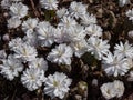 Bloodroot (Sanguinaria canadensis) Multiplex with large, full, white flowers blooming in sunlight in