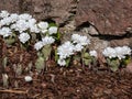 Decorative cultivar of the Bloodroot Sanguinaria canadensis Multiplex with large, full, white flowers in sunlight blooming in