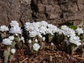 Decorative cultivar of the Bloodroot Sanguinaria canadensis Multiplex with large, full, white flowers in sunlight blooming in