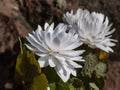Decorative cultivar of the Bloodroot Sanguinaria canadensis Multiplex with large, full, white flowers in sunlight blooming in