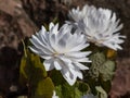 Decorative cultivar of the Bloodroot (Sanguinaria canadensis) Multiplex with large, full, white flowers