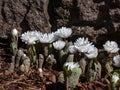 Decorative cultivar of the Bloodroot Sanguinaria canadensis `Multiplex` with large, full, white flowers in sunlight blooming i
