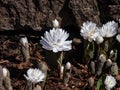 Decorative cultivar of the Bloodroot Sanguinaria canadensis `Multiplex` with large, full, white flowers in sunlight blooming i