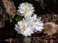 Decorative cultivar of the Bloodroot Sanguinaria canadensis `Multiplex` with large, full, white flowers in sunlight blooming i