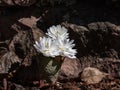 Decorative cultivar of the Bloodroot Sanguinaria canadensis `Multiplex` with large, full, white flowers in sunlight blooming i