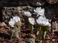 Bloodroot (Sanguinaria canadensis) \'Multiplex\' with large, full, white flowers in sunlight blooming i