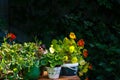 Decorative cultivated flowers lit with the summer sun