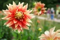 Decorative Dahlia head Bodacious Public park People Royalty Free Stock Photo