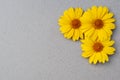 Large yellow daisies on a gray background Royalty Free Stock Photo