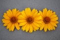 large yellow daisies on a gray background Royalty Free Stock Photo