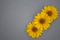 Large yellow daisies on a gray background Royalty Free Stock Photo