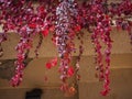 Decorative dark red vine hanging from balcony floor Royalty Free Stock Photo
