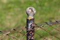 Decorative dilapidated round top of metal fence pole holding rusted wire fence in local garden Royalty Free Stock Photo