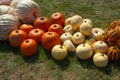 Decorative display with pumpkins of different varieties from the fresh harvest on garden grass ground