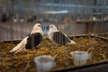 Decorative domestic pigeons in a cage, bird breeding. Trade show exhibition. Farming business, agriculture Royalty Free Stock Photo