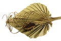 Decorative dried palm leaf