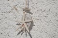Decorative Dried Starfish