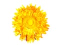 Decorative dried yellow flower. Royalty Free Stock Photo