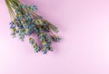 Decorative dry lavender bouquet on pink background. Close up Royalty Free Stock Photo