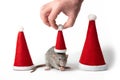 Decorative dumbo rat between santa hats on a white background isolated. Male hand puts Santa Claus cap on rat. Year of the rat.