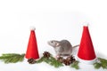 Decorative dumbo rat between santa hats on a white background isolated. Year of the rat. Chinese New Year. Charming pet