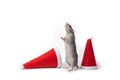 A decorative dumbo rat stands on its hind legs between Santa Claus hats on a white background 