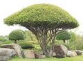 Decorative dwarf tree