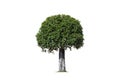 Decorative dwarf tree on isolated white background with clipping path for topiary garden design