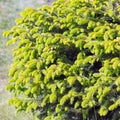 Decorative dwarf tree larch