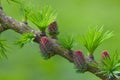 Decorative dwarf tree larch Nidiformis Picea abies Nidiformis. Branches from spring