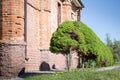 Decorative dwarf tree on the lawn near the house