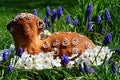 Decorative easter baked cake shaped like lamb, surrounded by cherry tree blue Grape Hyacinth flowers. Royalty Free Stock Photo