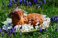 Decorative easter baked cake shaped like lamb, surrounded by cherry tree blue Grape Hyacinth flowers. Royalty Free Stock Photo