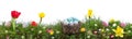 Decorative Easter Egg panorama banner nest in fresh green spring grass with colorful flowers . Royalty Free Stock Photo