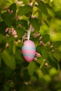 Decorative easter egg on ribbon hanging on blooming spring bush branches. Easter concept. Royalty Free Stock Photo