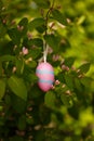 Decorative easter egg on ribbon hanging on blooming spring bush branches. Royalty Free Stock Photo